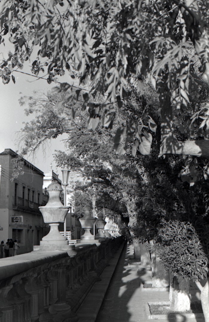 Jardín de san Marcos