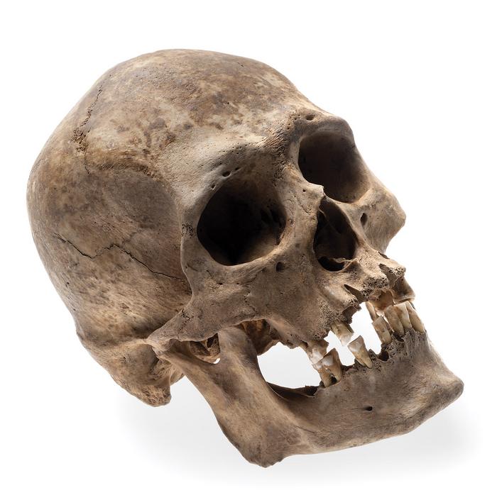 Cráneo humano masculino 