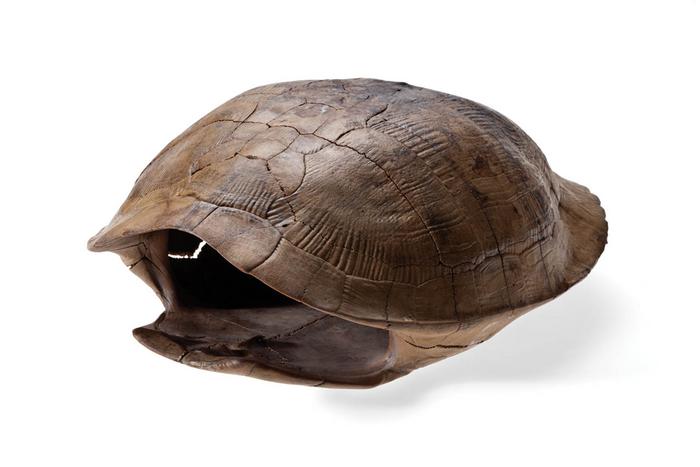 Caparazón de tortuga