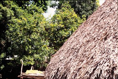 CASA MAYA