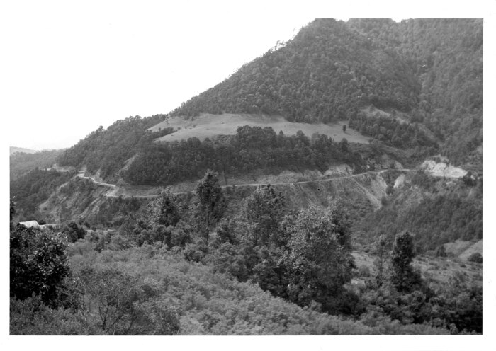 Paisaje arbolado 